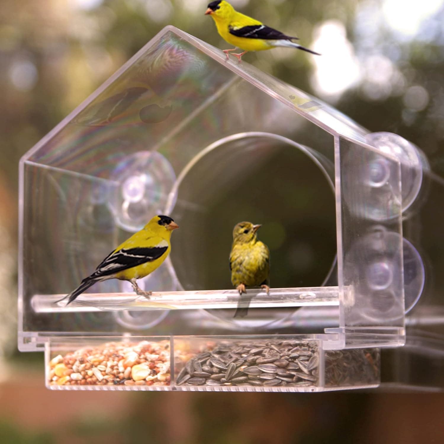 Window Bird Feeder with Strong Suction Cups
