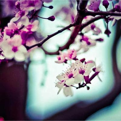 John Boos Maple Edge Grain Cutting Board