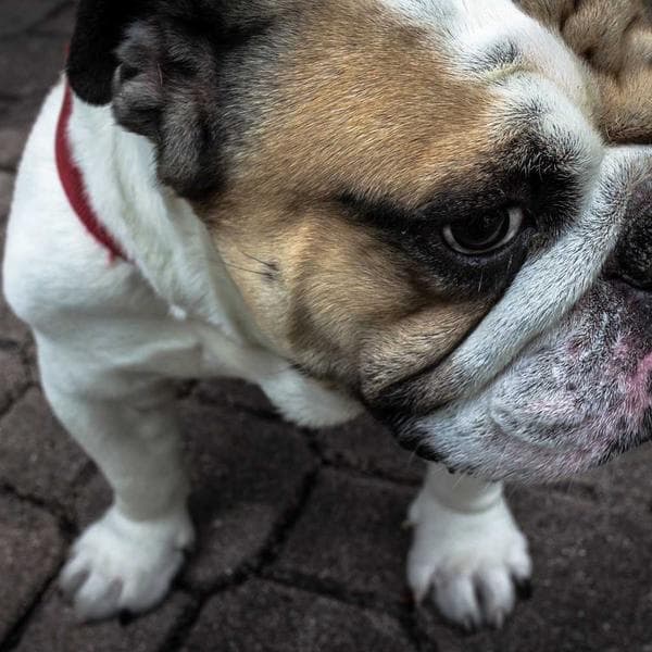 Steelcase Gesture ergonomic chair side profile