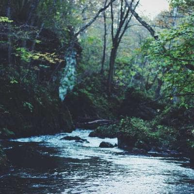 Winco 12-Inch French Whip Whisk